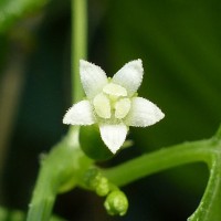 Zehneria bodinieri (H.Lév.) W.J.de Wilde & Duyfjes